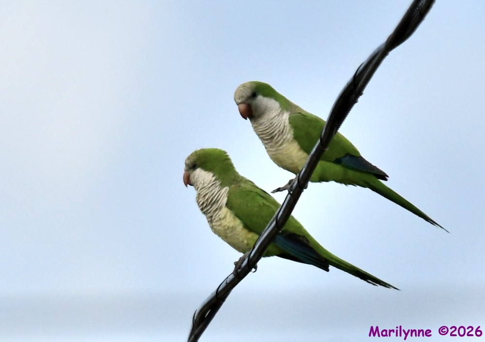 DSC_0096_001.JPG