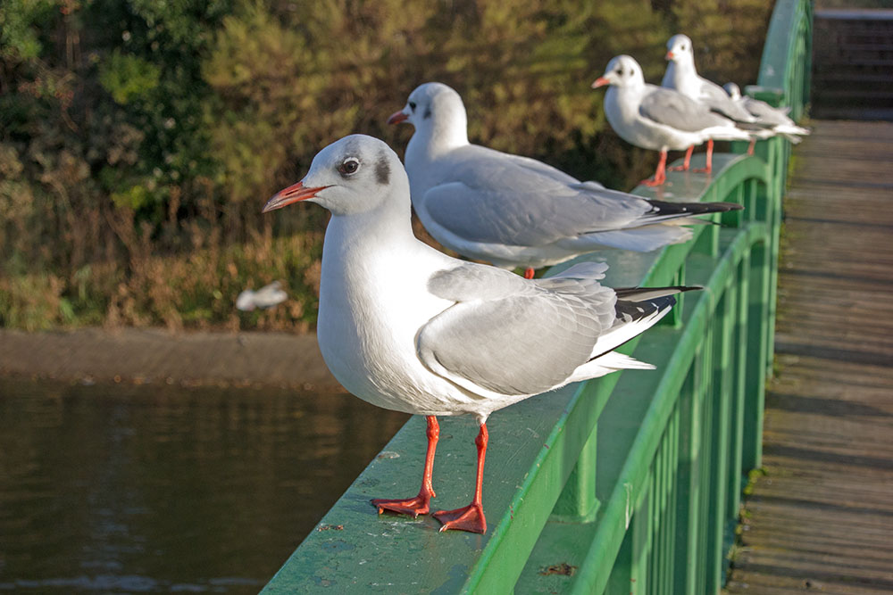 DSC_0097.jpg