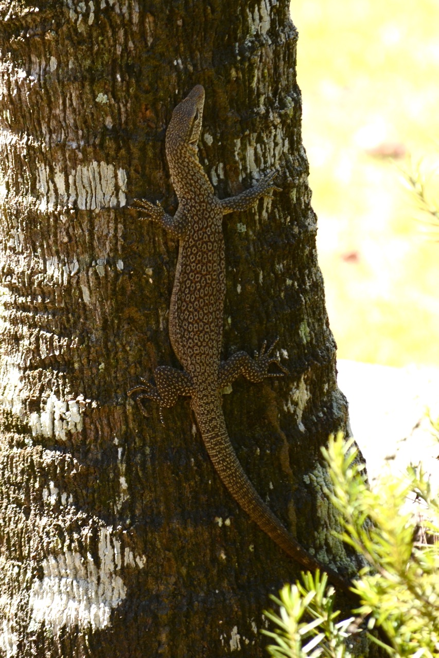 DSC_0097.jpg