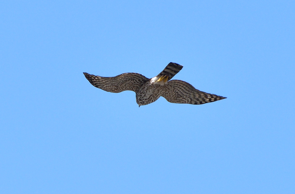 DSC_0097.JPG