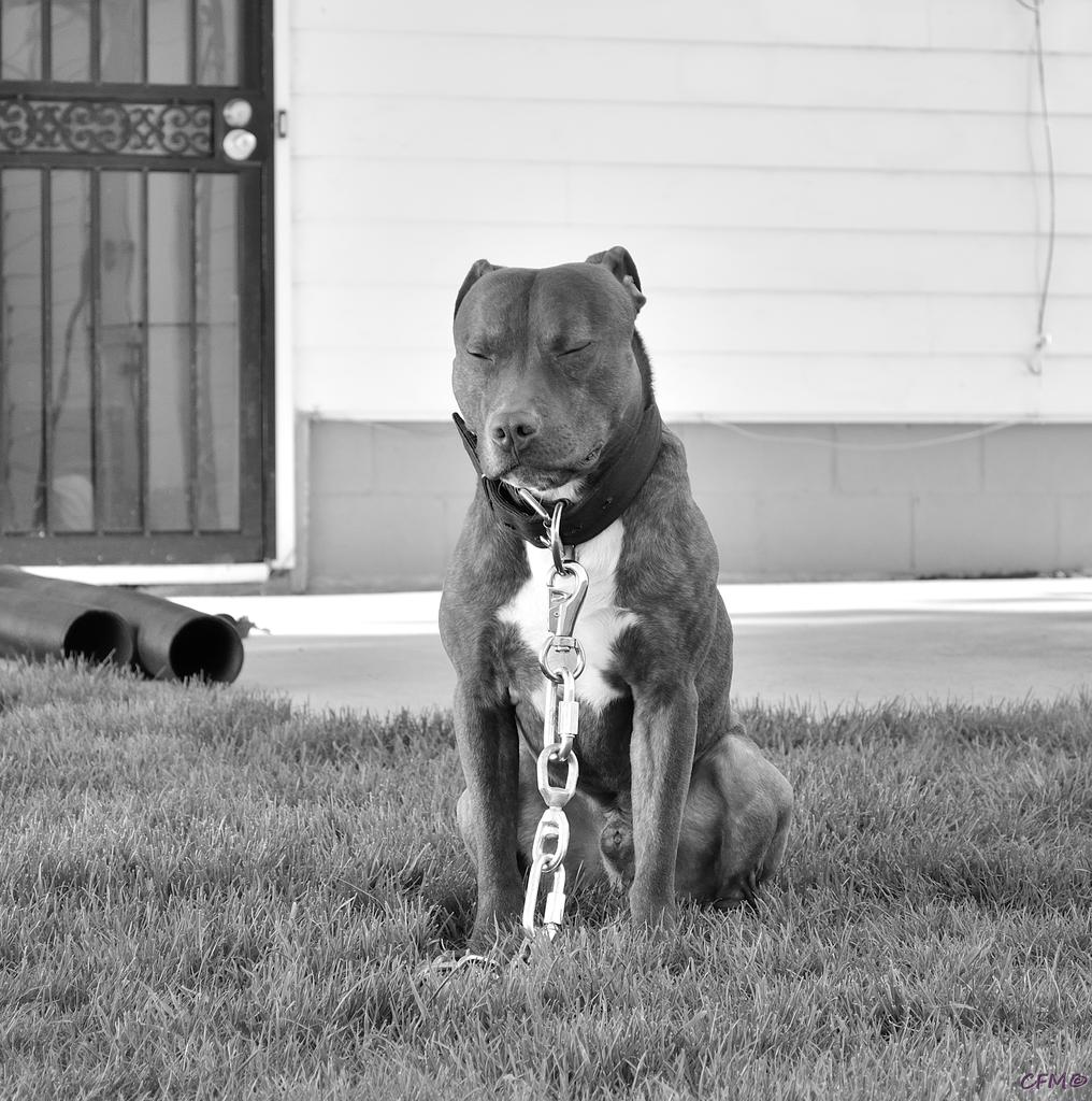 DSC_0097 nxd bw2.jpg