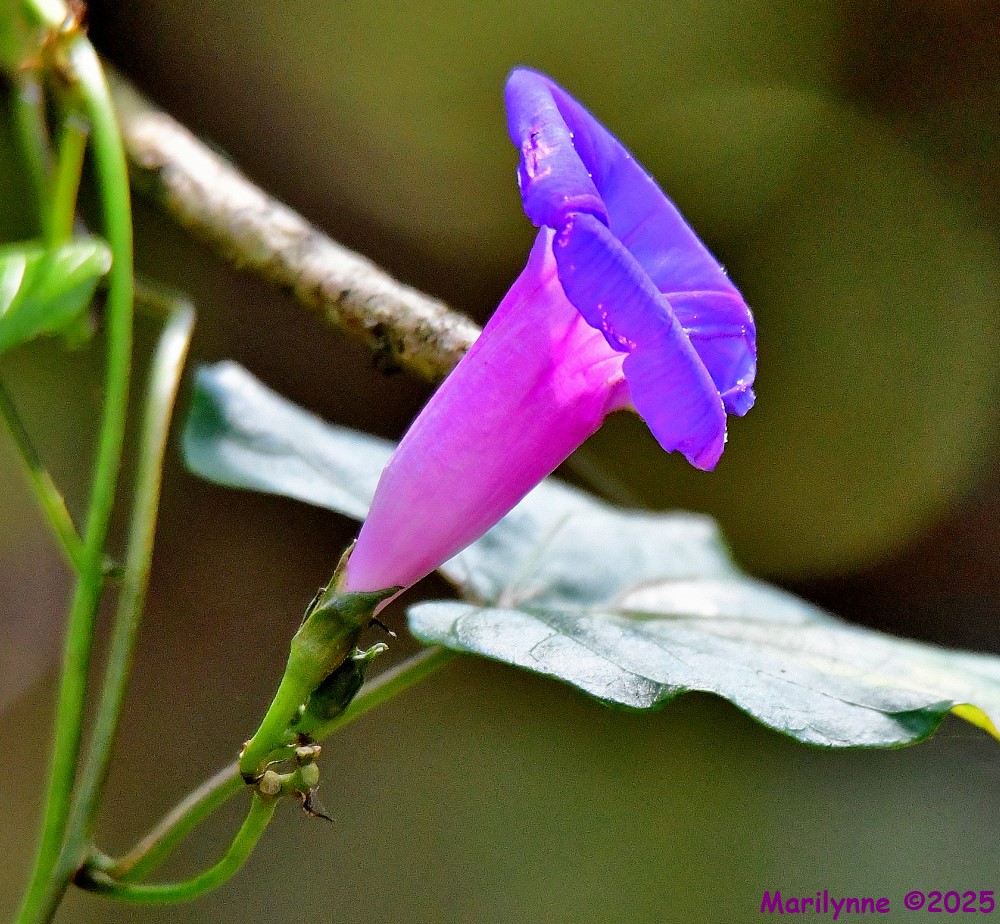 DSC_0098_001.JPG