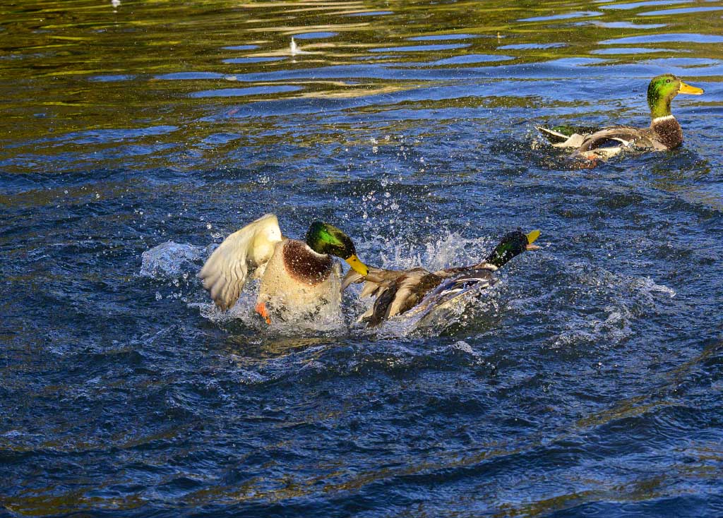 DSC_0099.jpg