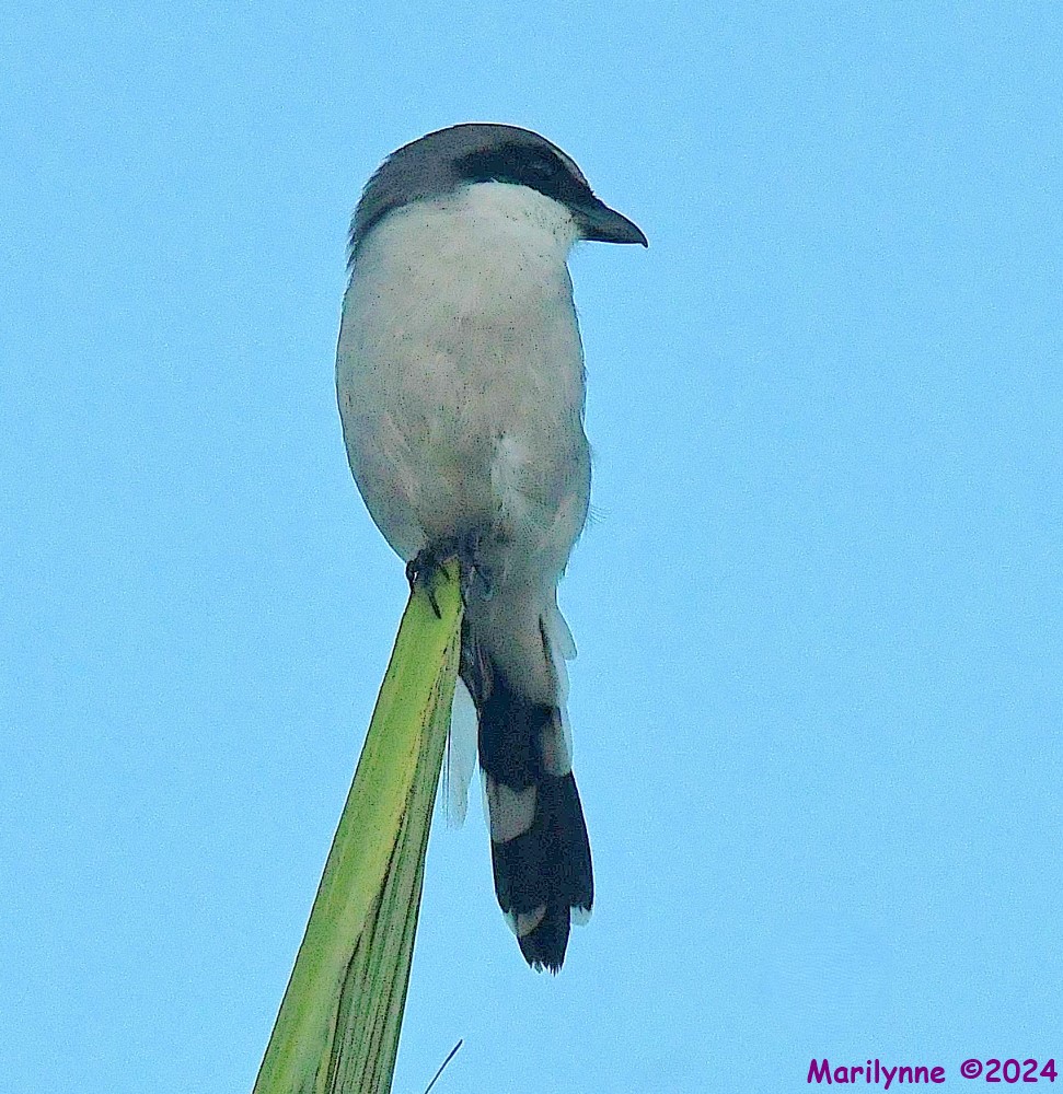 DSC_0099_001.JPG