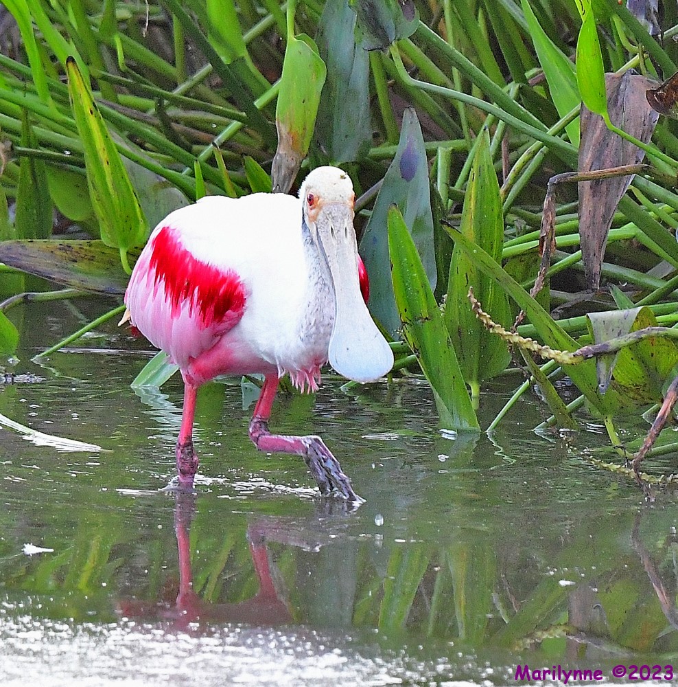 DSC_0100_001.JPG