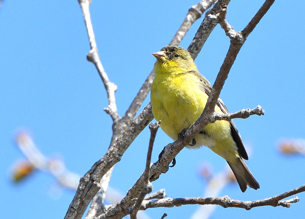 DSC_0101.JPG