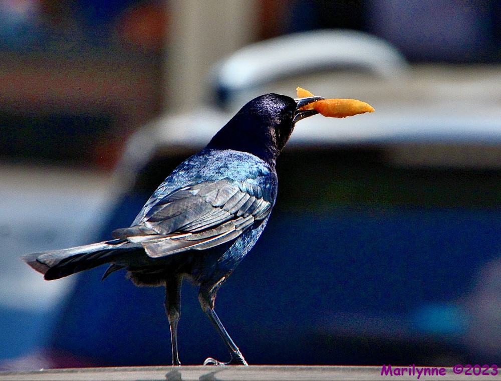 DSC_0101_001.JPG