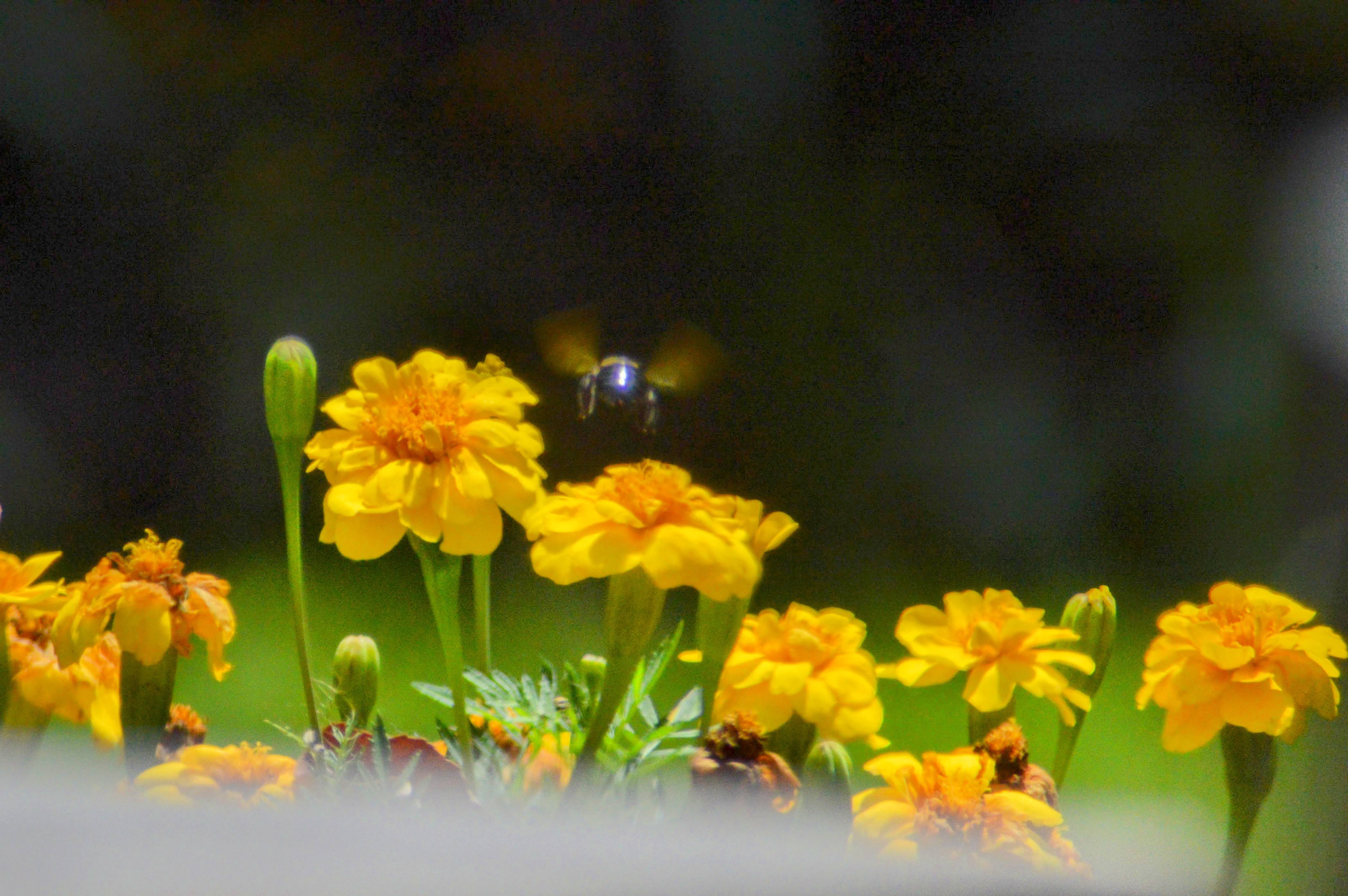 DSC_0103-EDIT.jpg