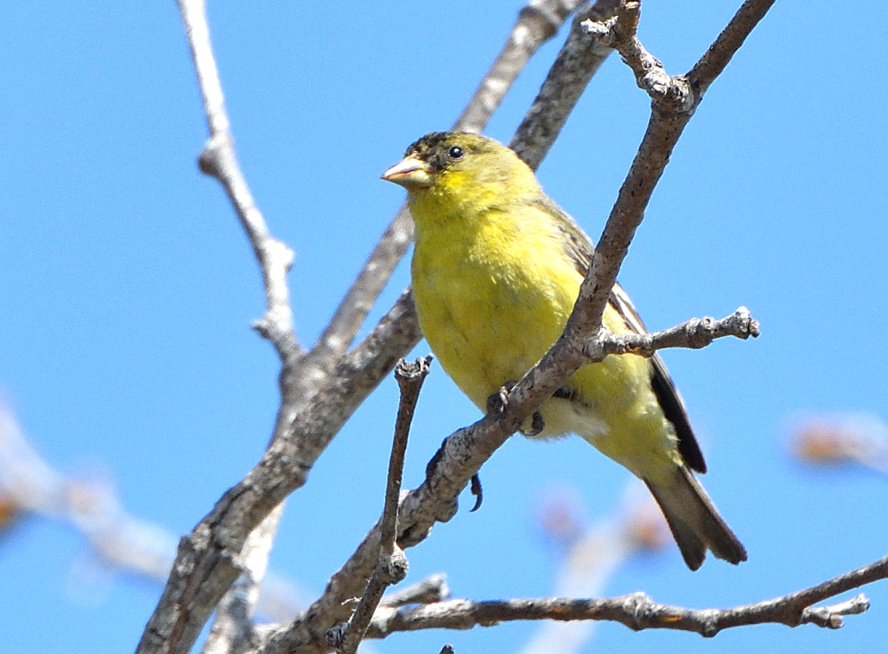 DSC_0103.JPG