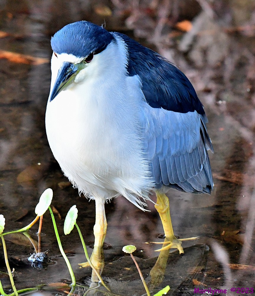 DSC_0103_001.JPG