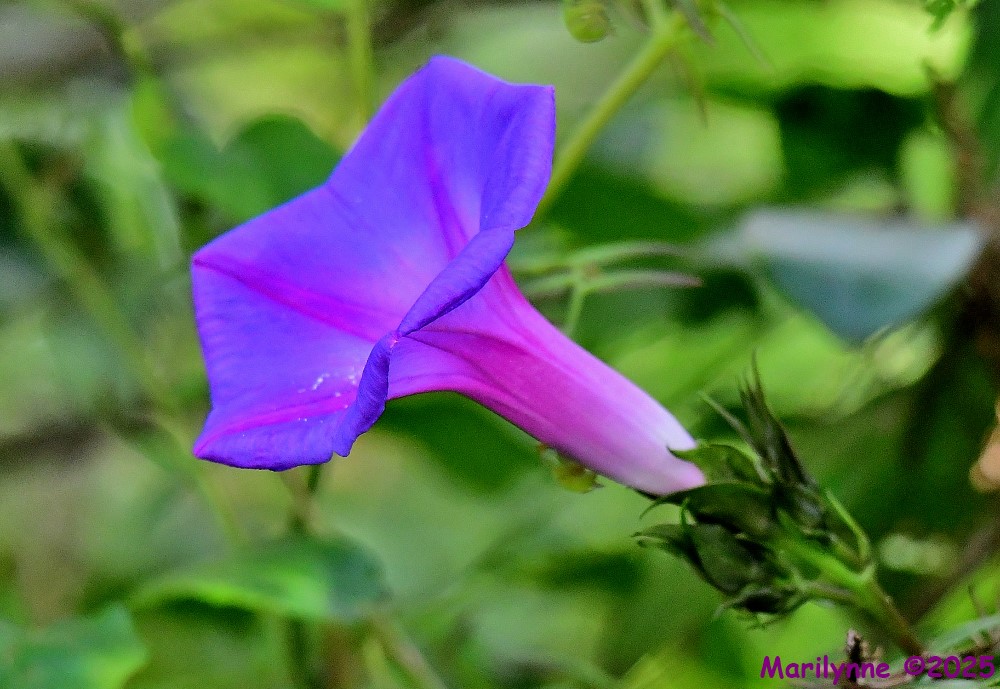 DSC_0105_001.JPG