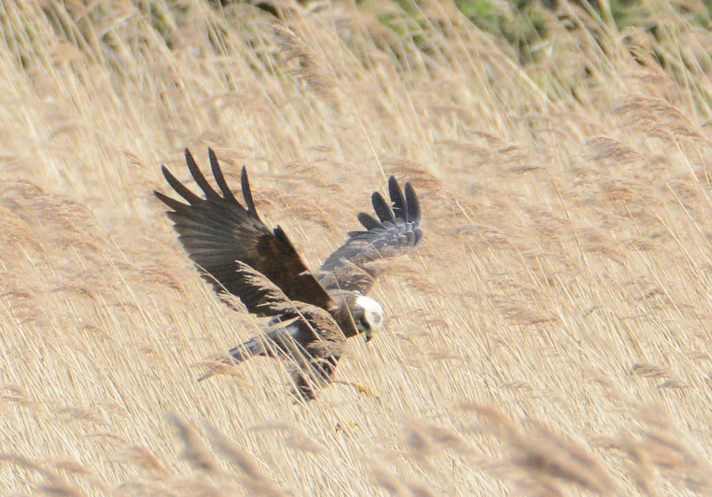 DSC_0106.jpg