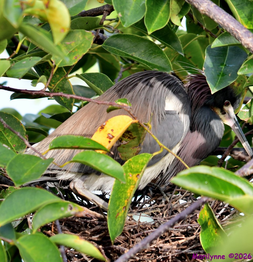 DSC_0106_001.JPG