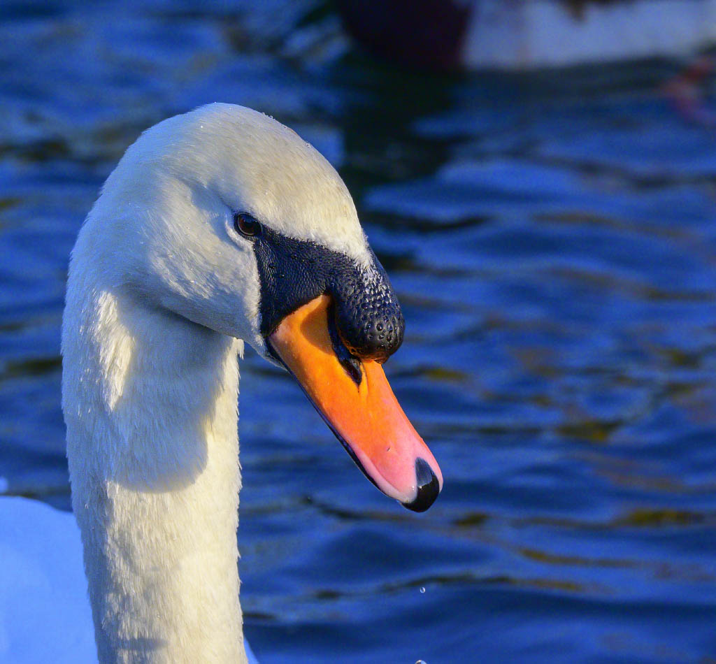 DSC_0108.jpg
