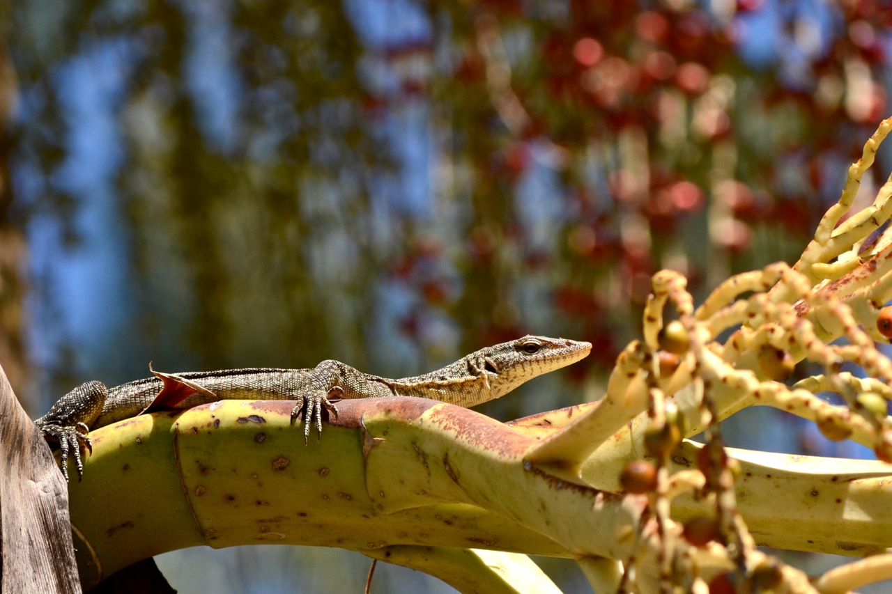 DSC_0109.jpg
