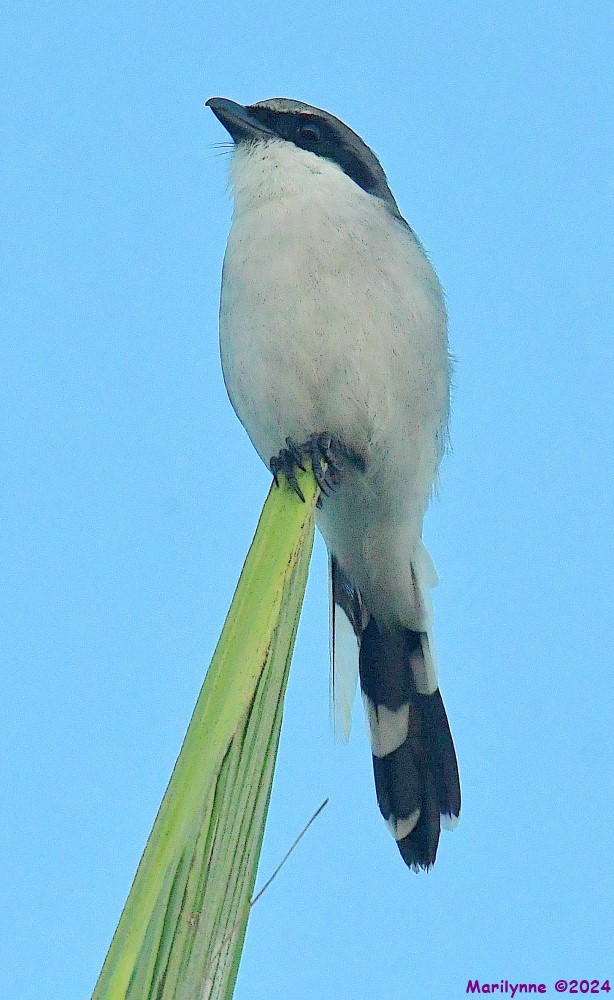 DSC_0109_001.JPG