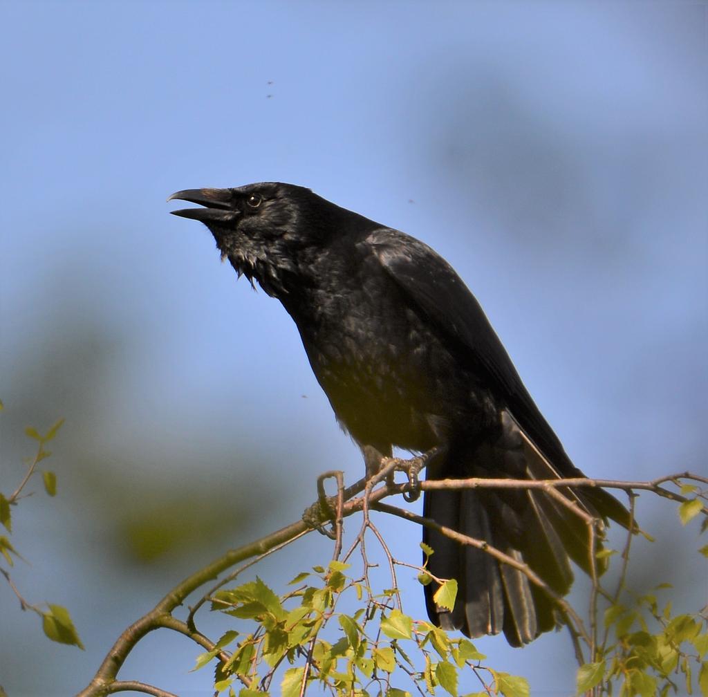 DSC_0114.jpg