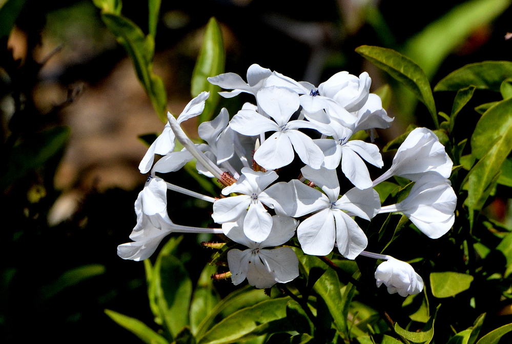 DSC_0114.JPG