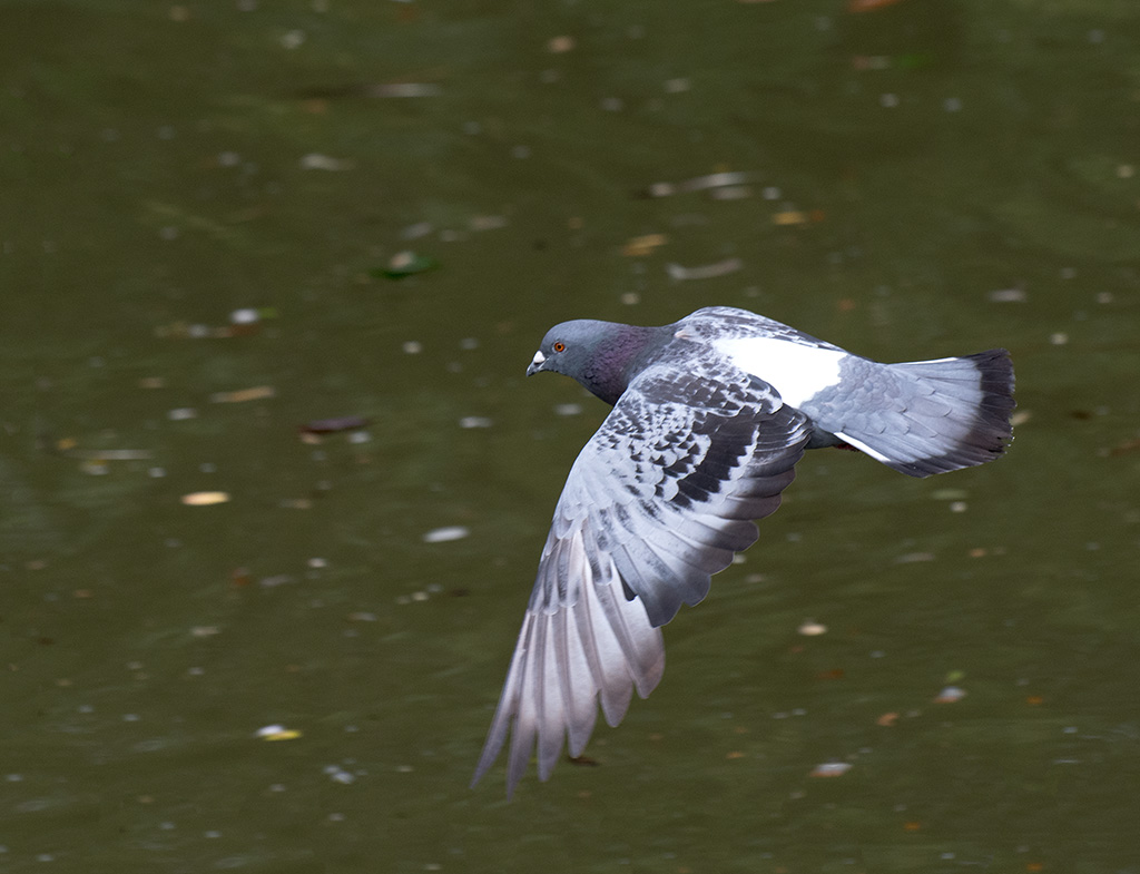 DSC_0114.jpg