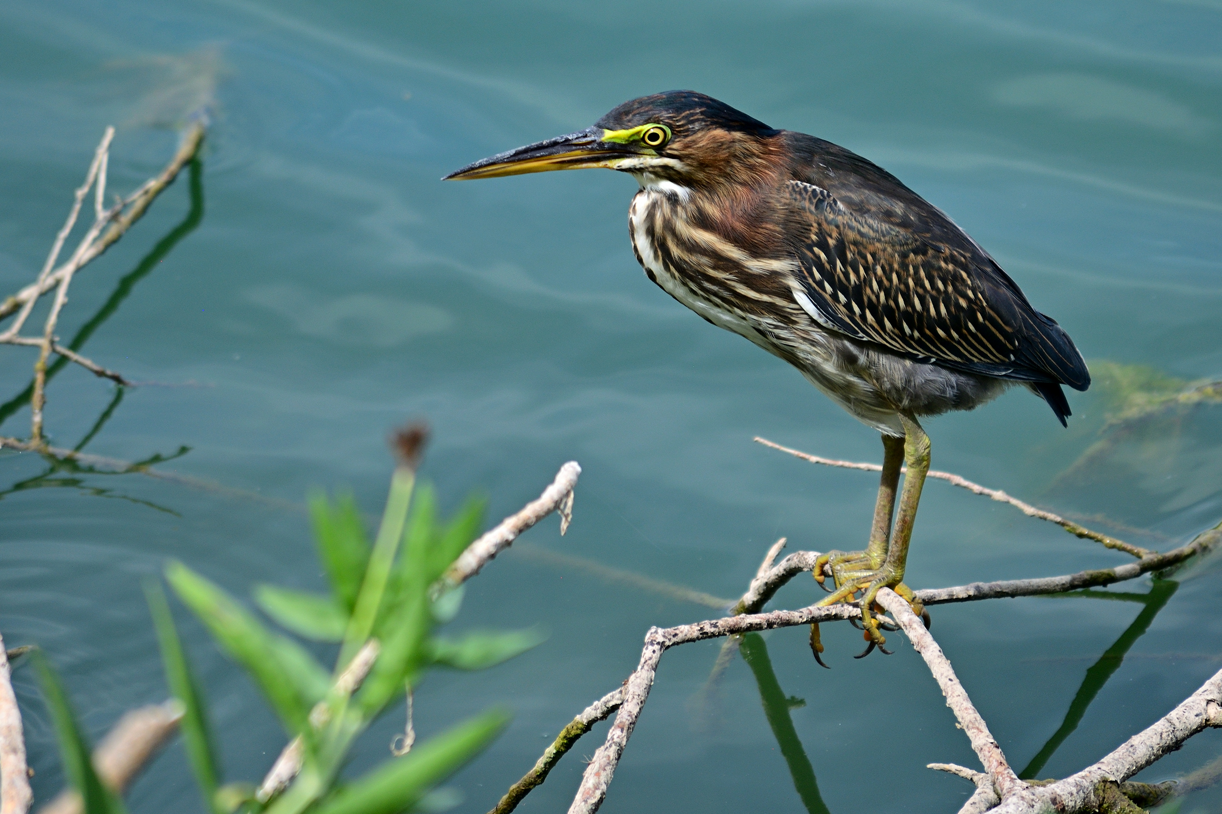 DSC_0114R_cr_sm.jpg