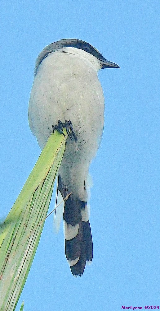 DSC_0115_001.JPG