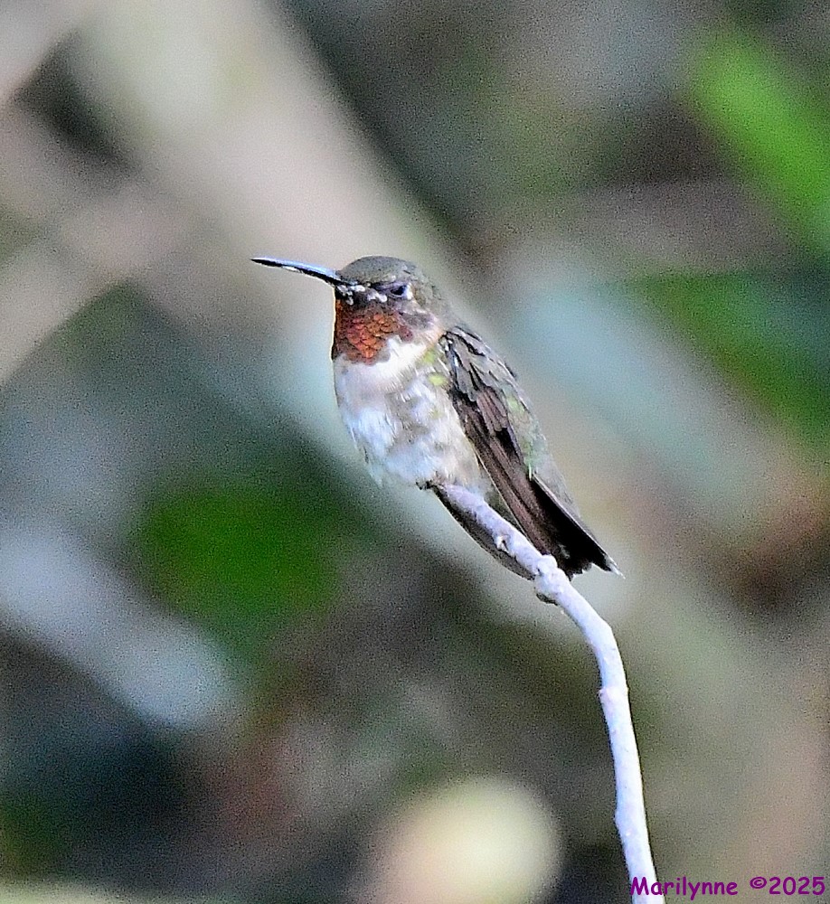 DSC_0115_001.JPG