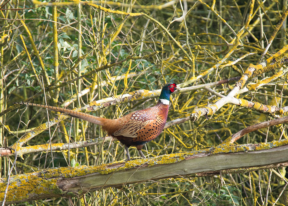 DSC_0117.jpg