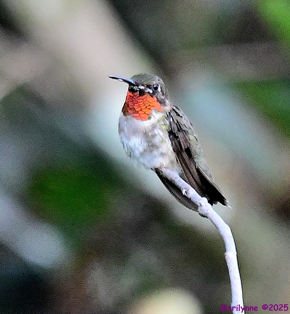DSC_0117_001.JPG