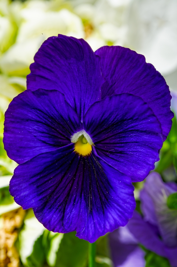 DSC_0118_DxO.jpg