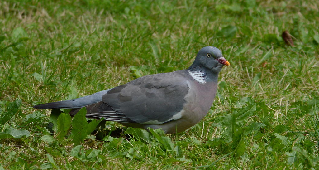 DSC_0119.jpg