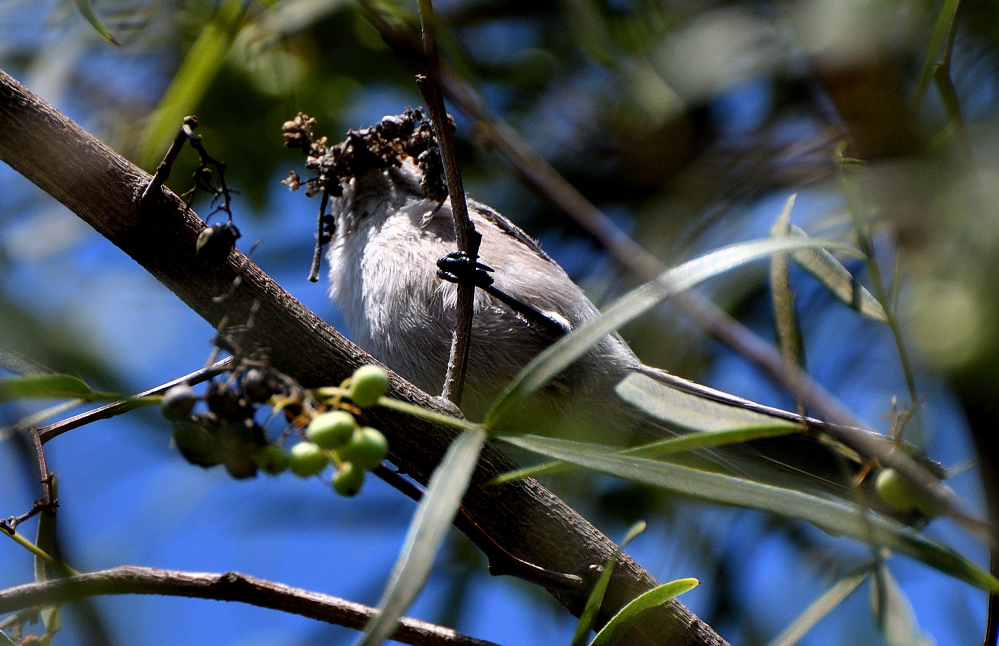 DSC_0121.JPG