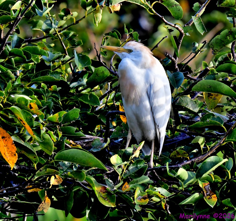 DSC_0121_001.JPG
