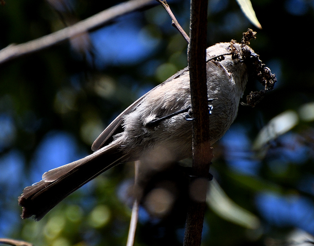 DSC_0125.JPG