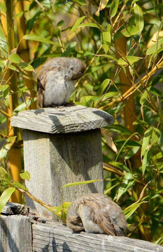 DSC_0126.jpg