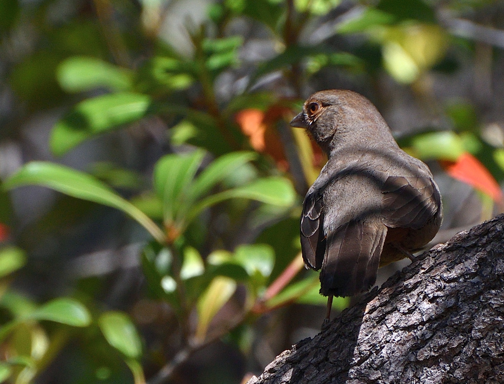 DSC_0126.JPG