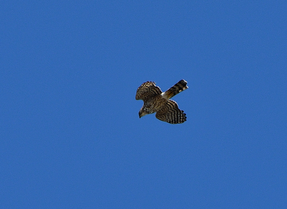 DSC_0128.JPG