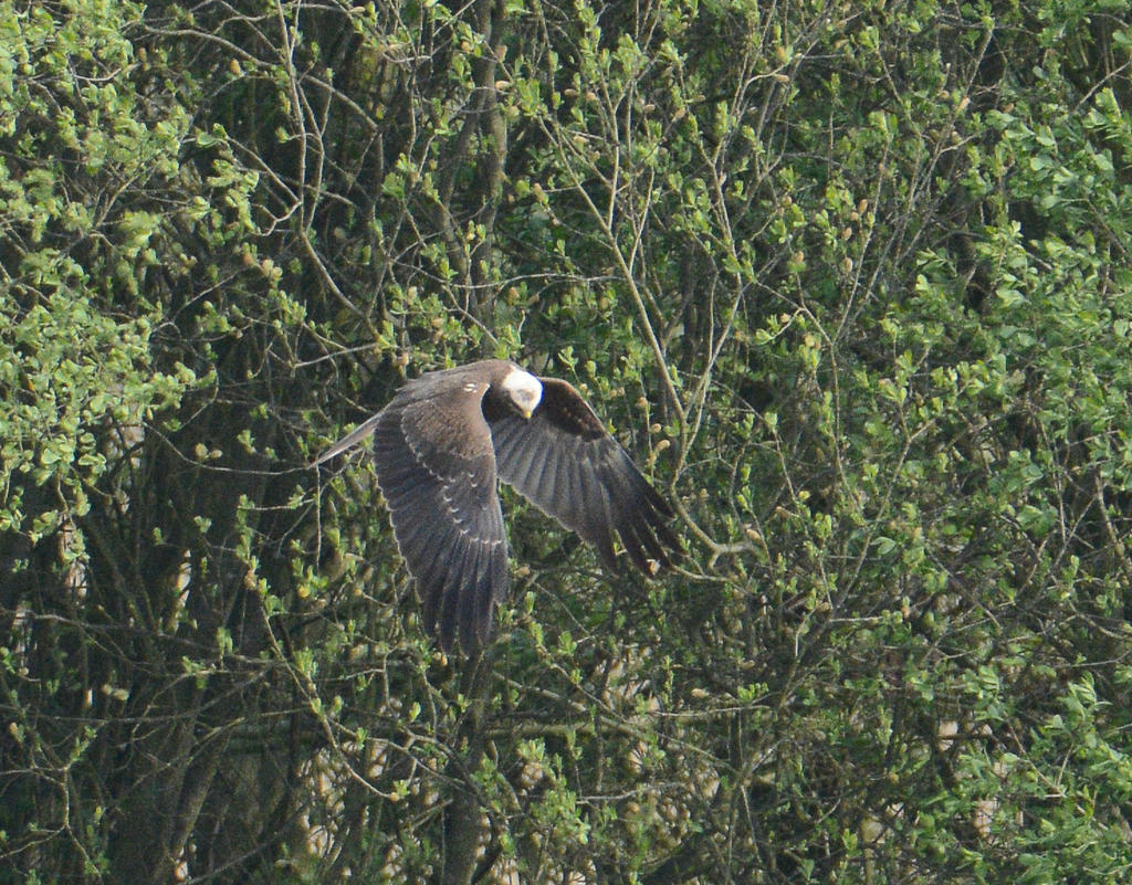 DSC_0129.jpg