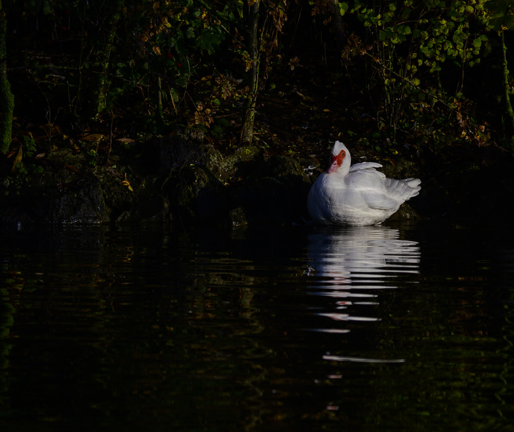 DSC_0130.jpg
