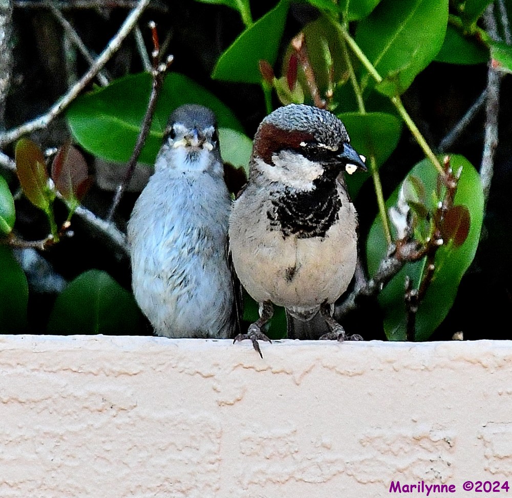 DSC_0131_001.JPG