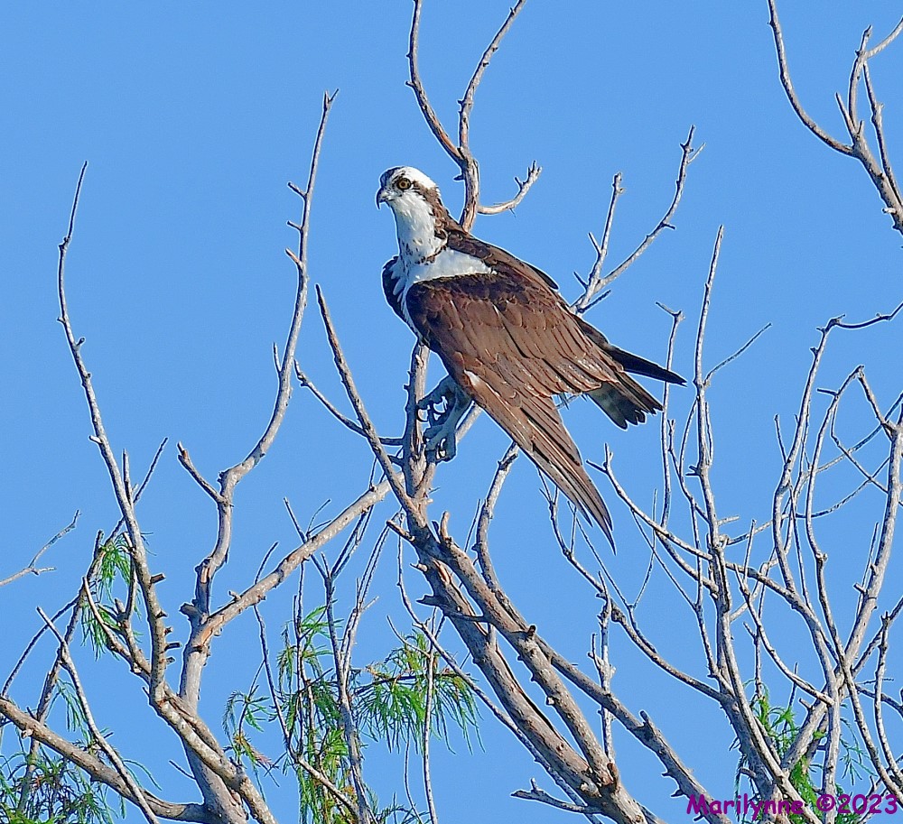 DSC_0132_001.JPG
