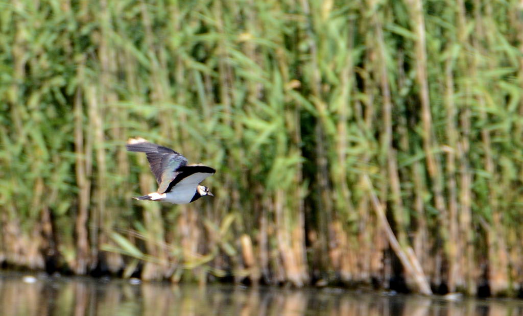 DSC_0133.jpg