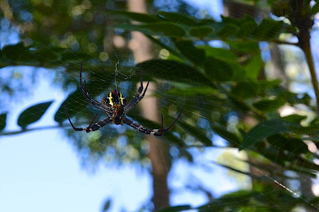 DSC_0134.jpg