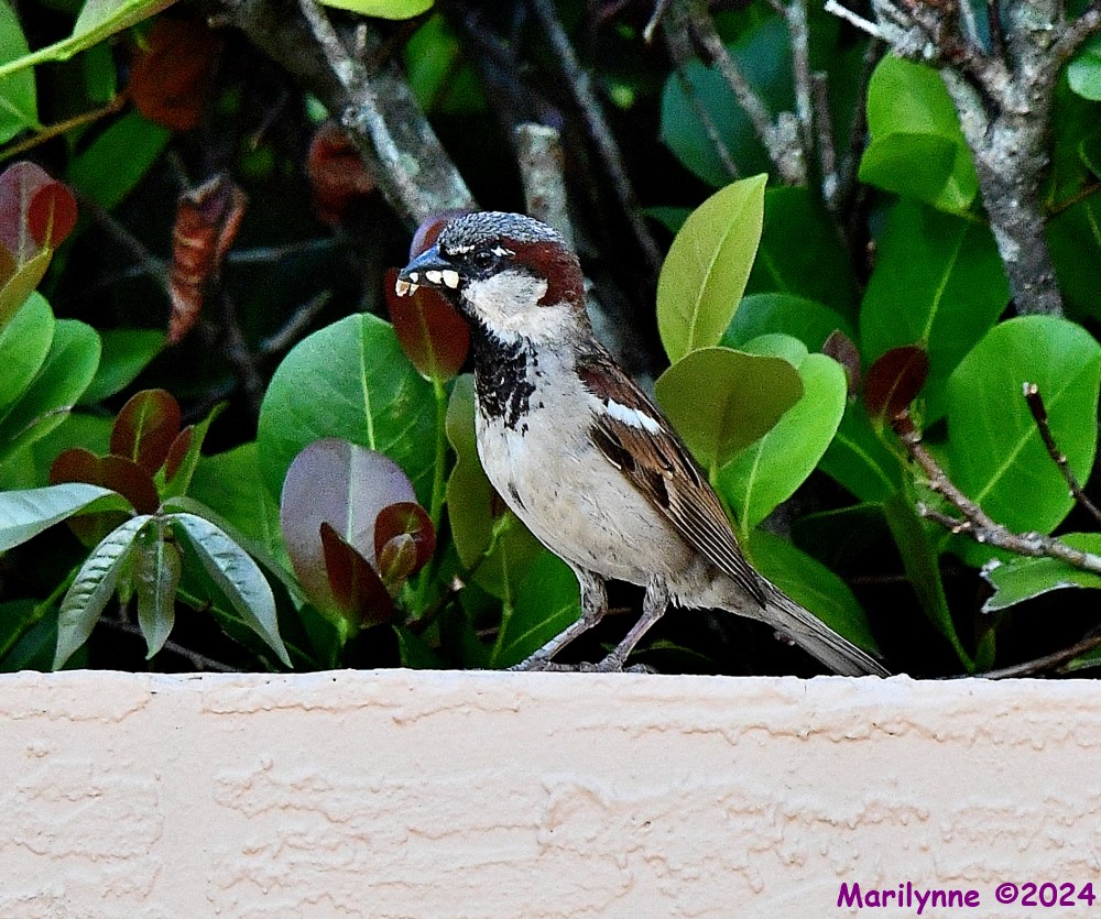 DSC_0134_001.JPG