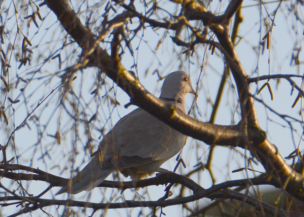 DSC_0136.jpg
