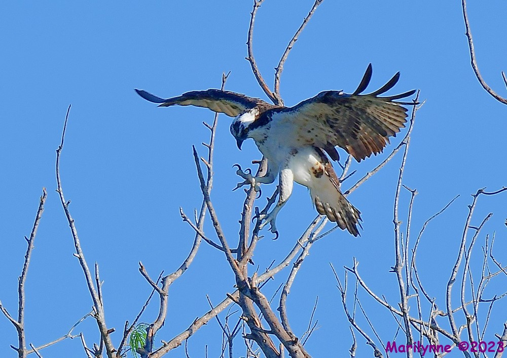 DSC_0136_001.JPG