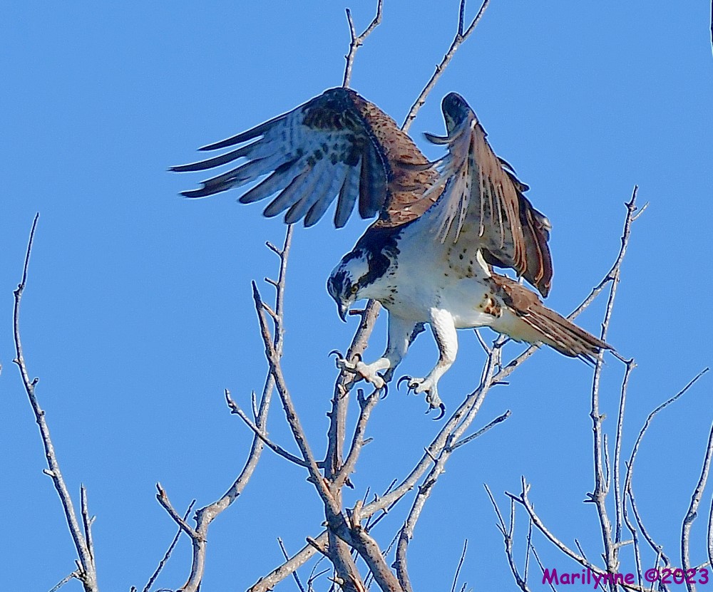 DSC_0137_001.JPG