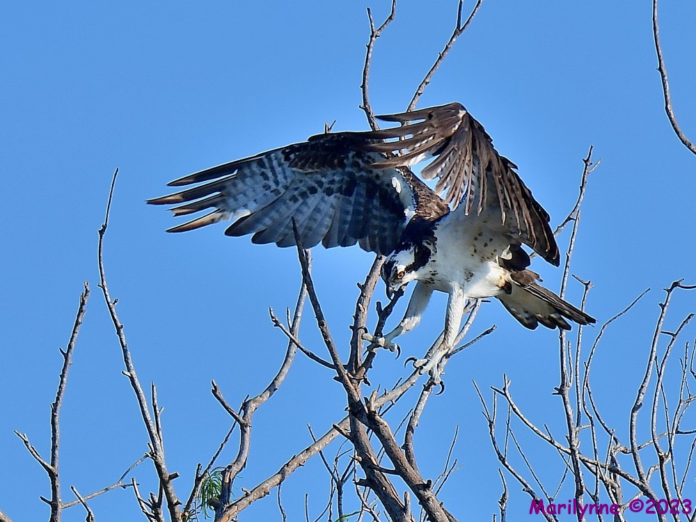 DSC_0139_001.JPG
