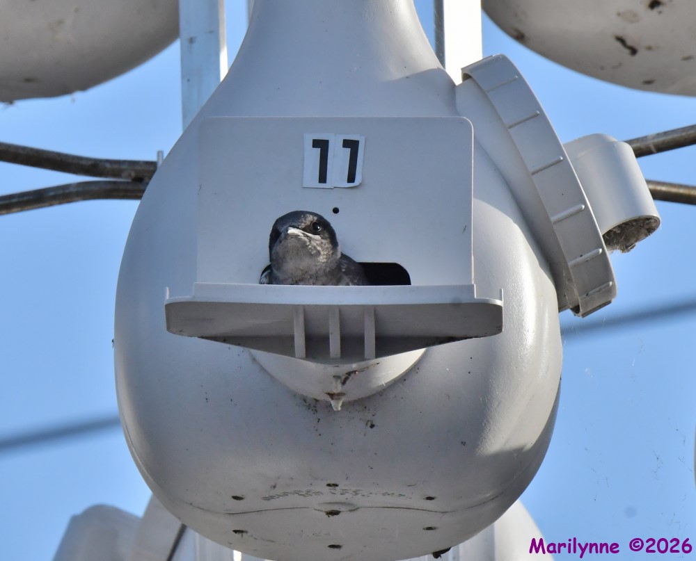 DSC_0139_001.JPG