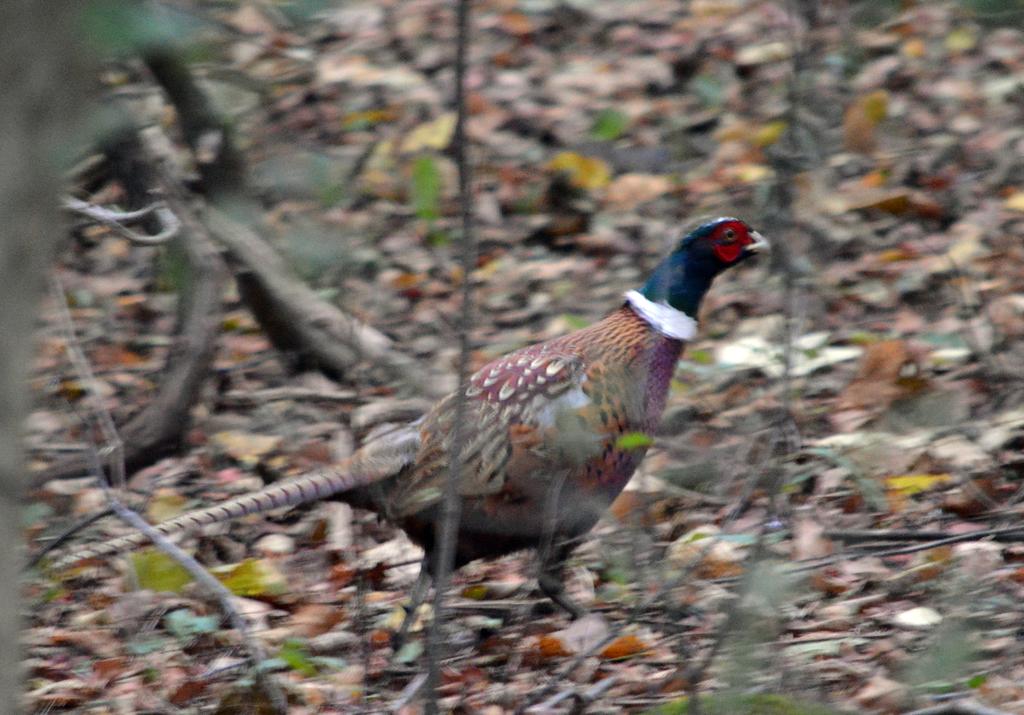 DSC_0141.jpg