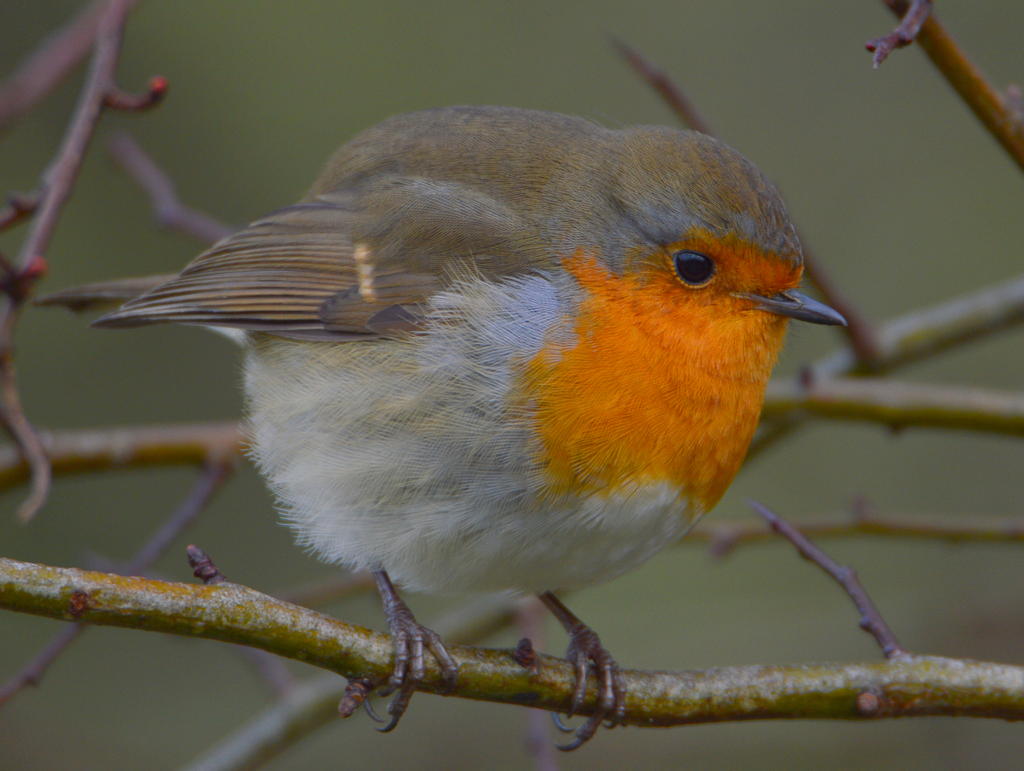 DSC_0141.jpg
